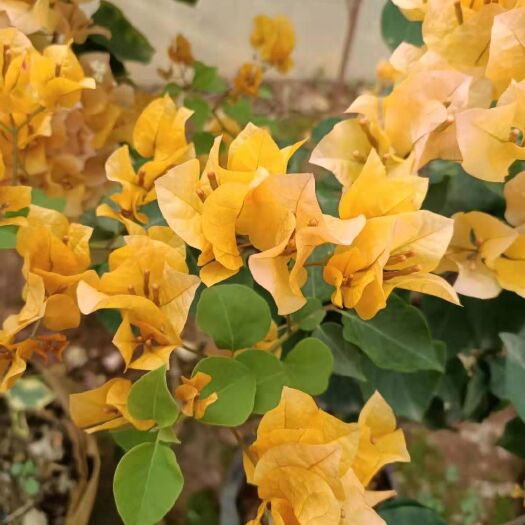 石屏县 三角梅加州黄，花黄如黄金得名，苗根系发达，苗壮