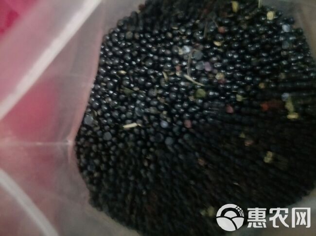  武都大红袍伏椒（花椒籽）提供种植技术