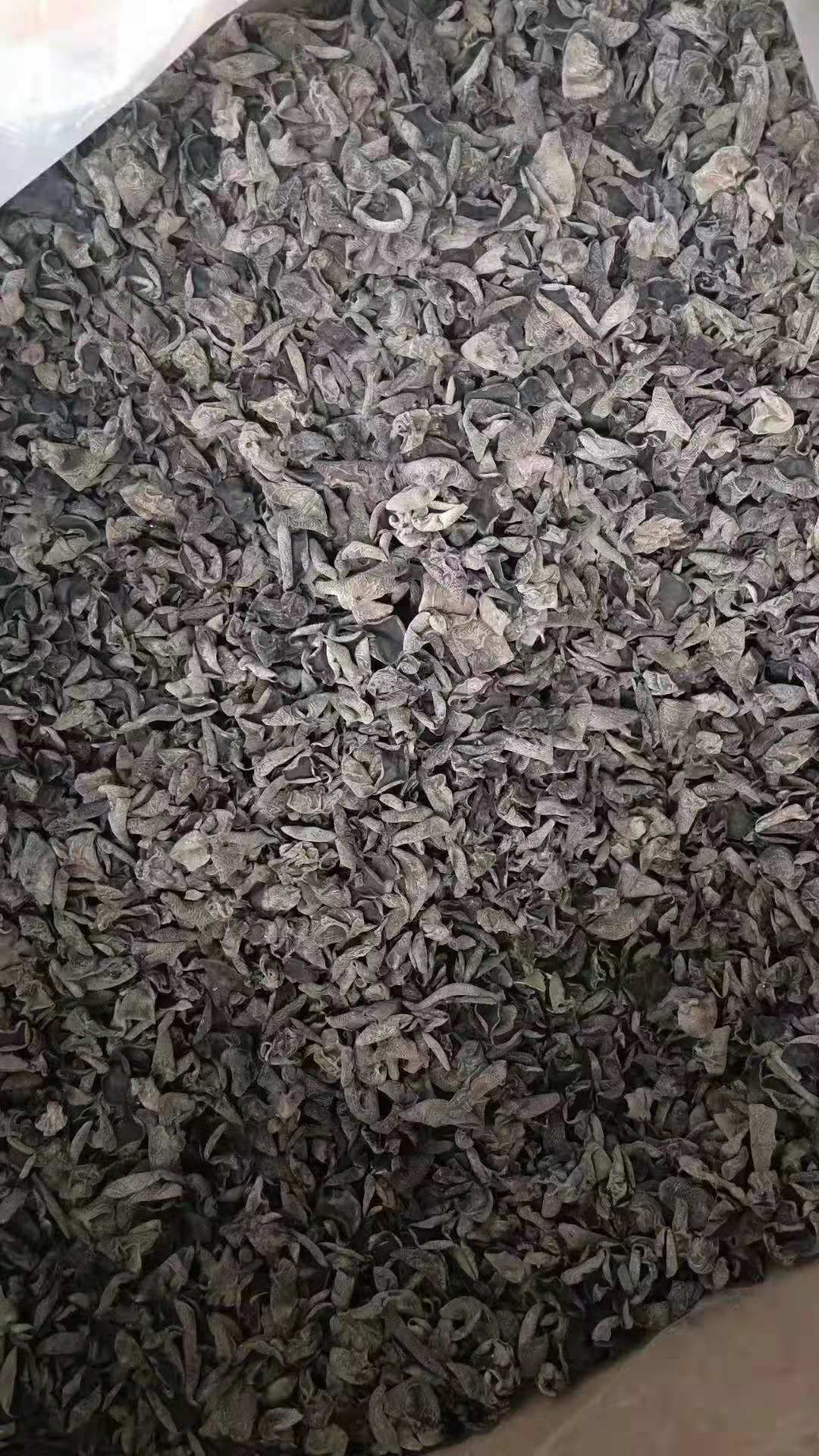  东北小木耳