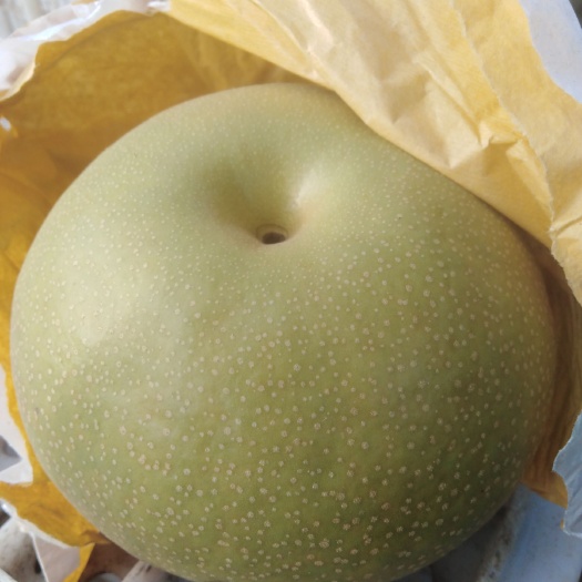 莱阳市 优质华山梨，量大质优，价格低