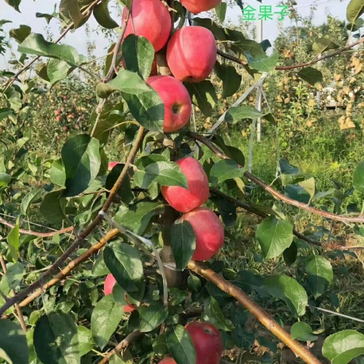 武功县魔笛苹果苗 1.5~2米 