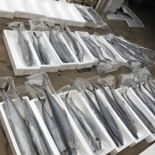 荣成市燕鲅  鲅鱼