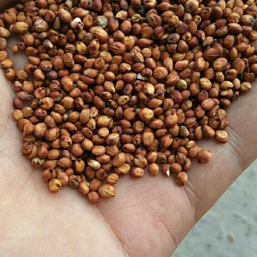 蒲城县 红缨子高粱新品上市了，欢迎订购。