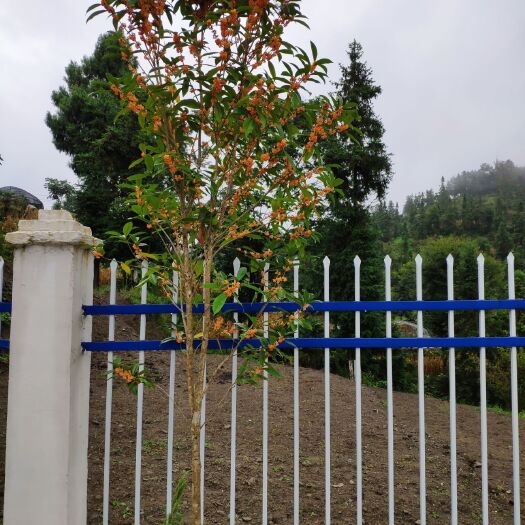 开阳县黄金桂花树 桂花