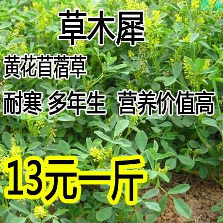 草木樨种子 优质牧草种子高纯度 黄花苜蓿种子 草木犀 樨种子