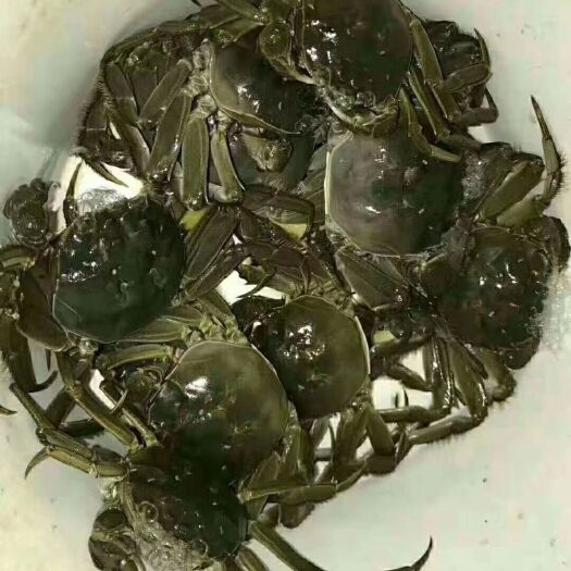 当涂县大公圩大闸蟹 母蟹 2.0-2.5两