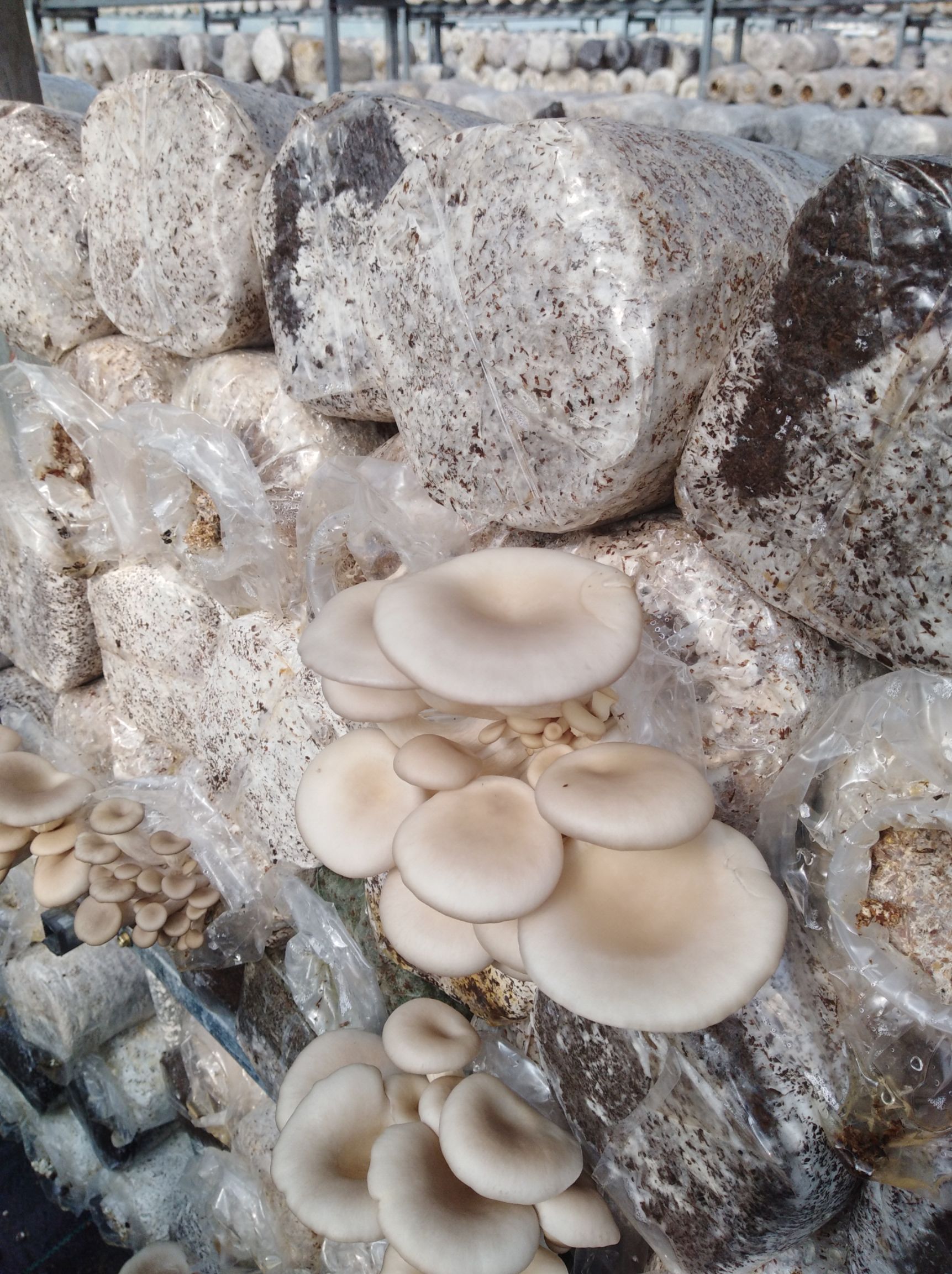 平菇,姬菇大量鲜货上市价格优惠