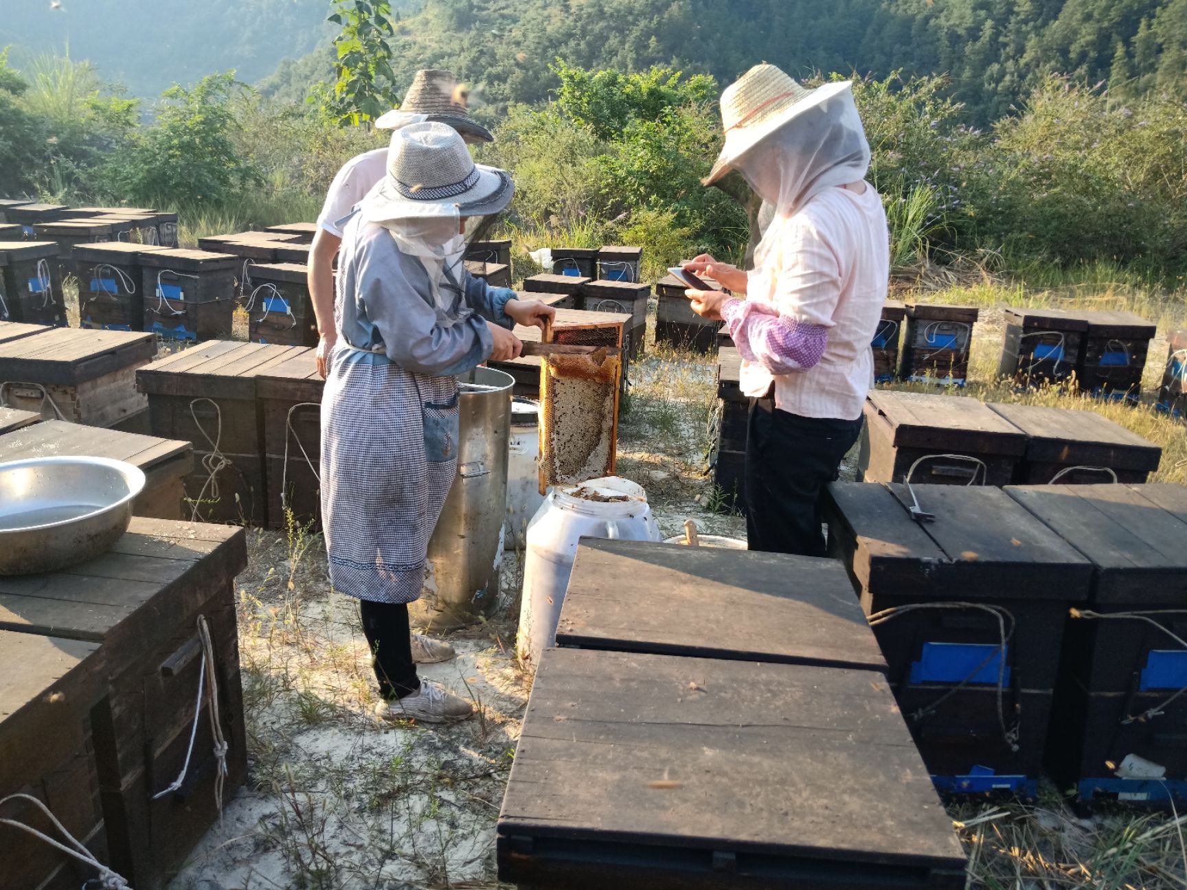  中草药，五倍子蜜