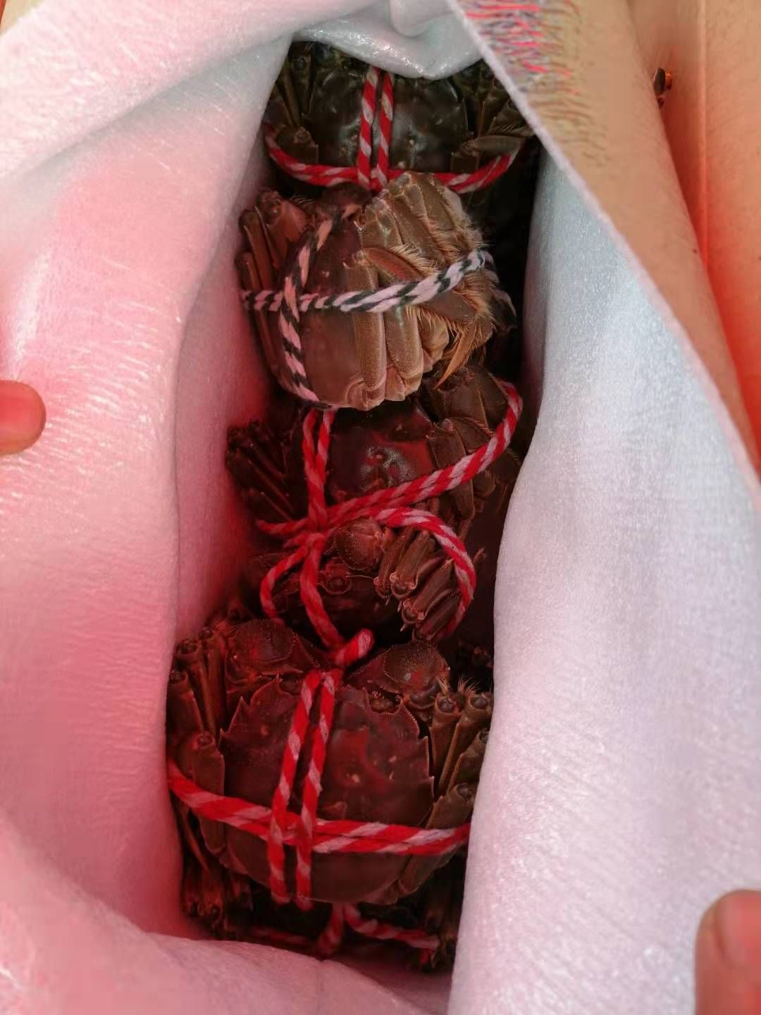  兴化红膏大闸蟹