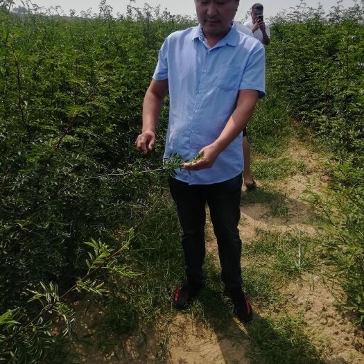 泰安 无刺花椒苗