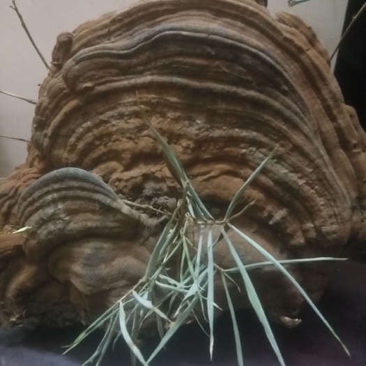 来宾 桂花树灵芝