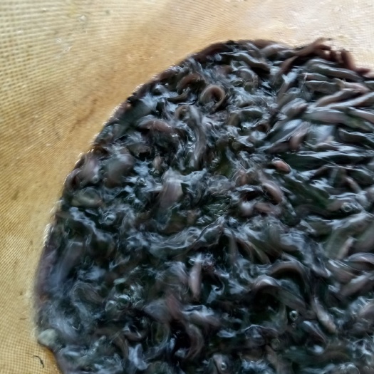 灵山县大口鲶鱼 大口鲶