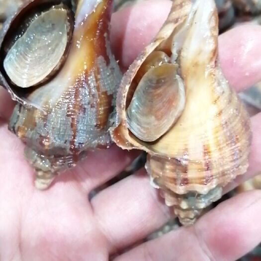  油螺，鲜活批发