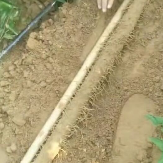 蠡县麻山药 通货