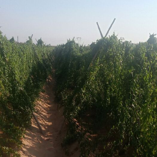 隆尧县 白玉山药