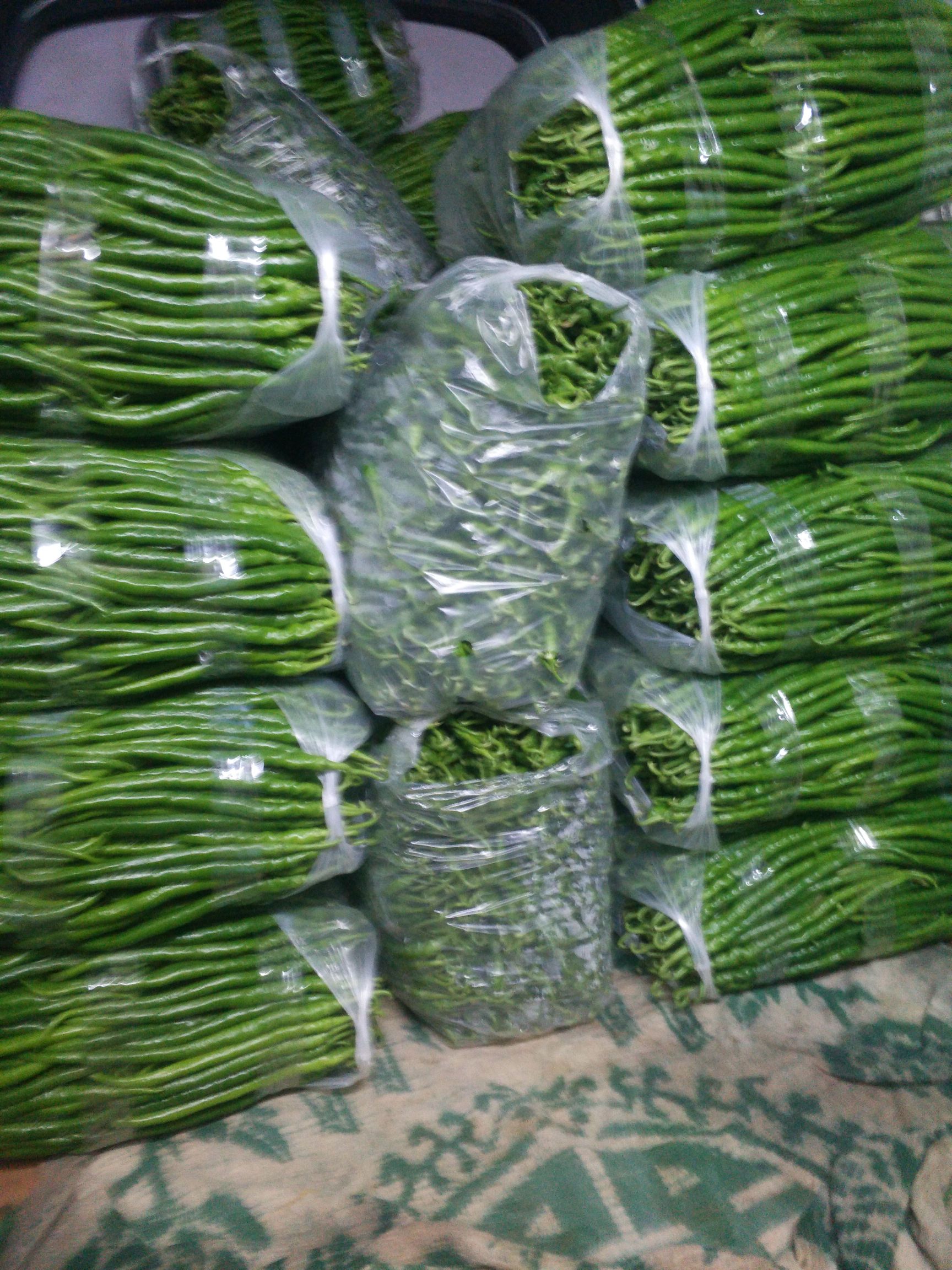 菜椒 20cm以上 中辣 靑色