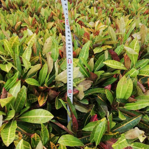 宜良县红绿变叶木 0.2~0.5米