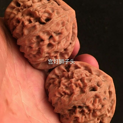 涞水县麻核桃树苗 文玩核桃树苗宫灯狮子头