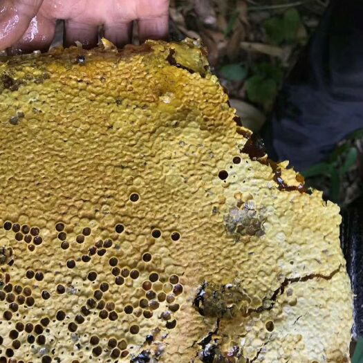 东方市 海南土蜂蜜保证是真货还有排蜂蜜都是大山里的宝贝