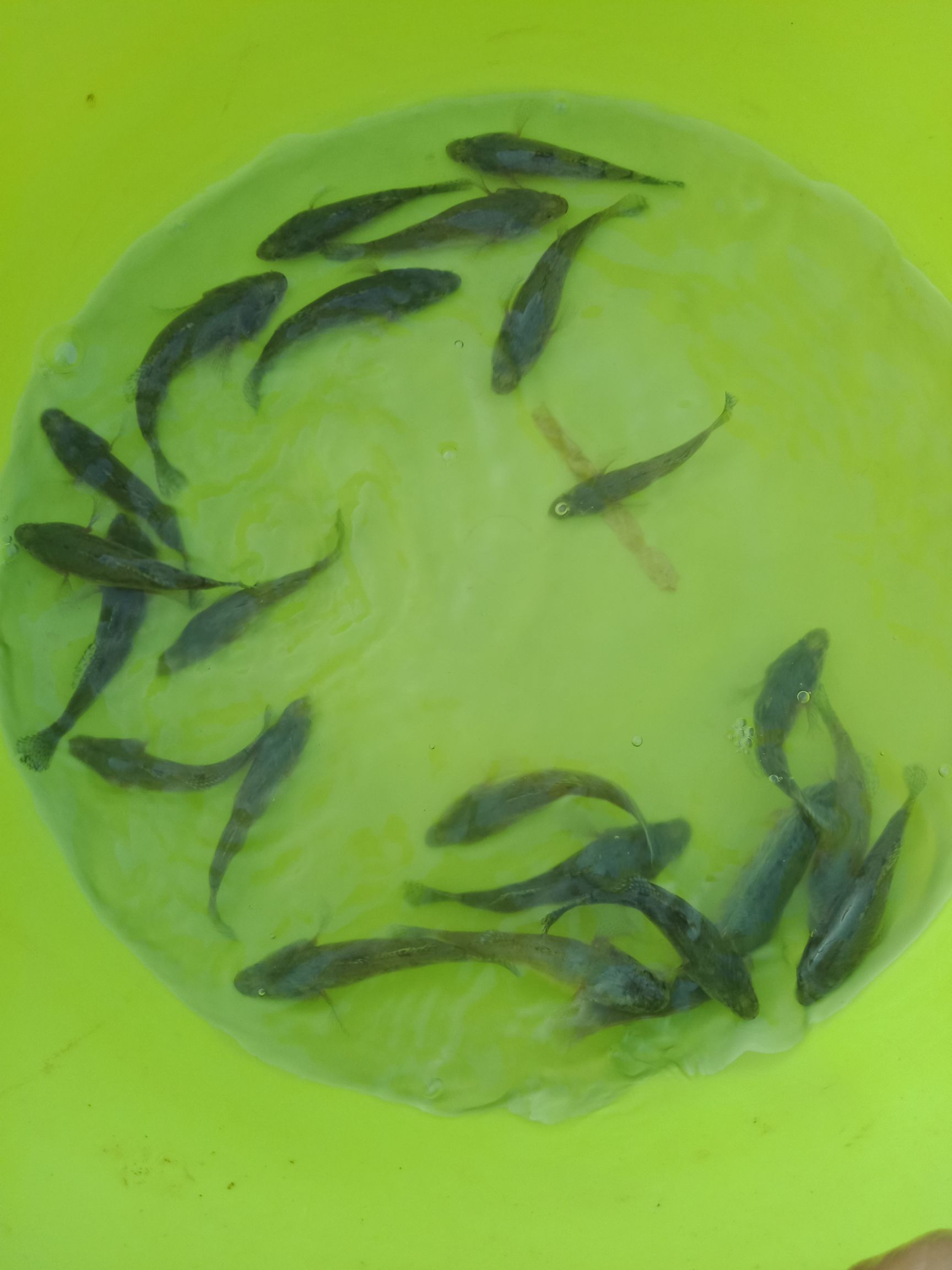  笋壳鱼苗(快大杂交苗)