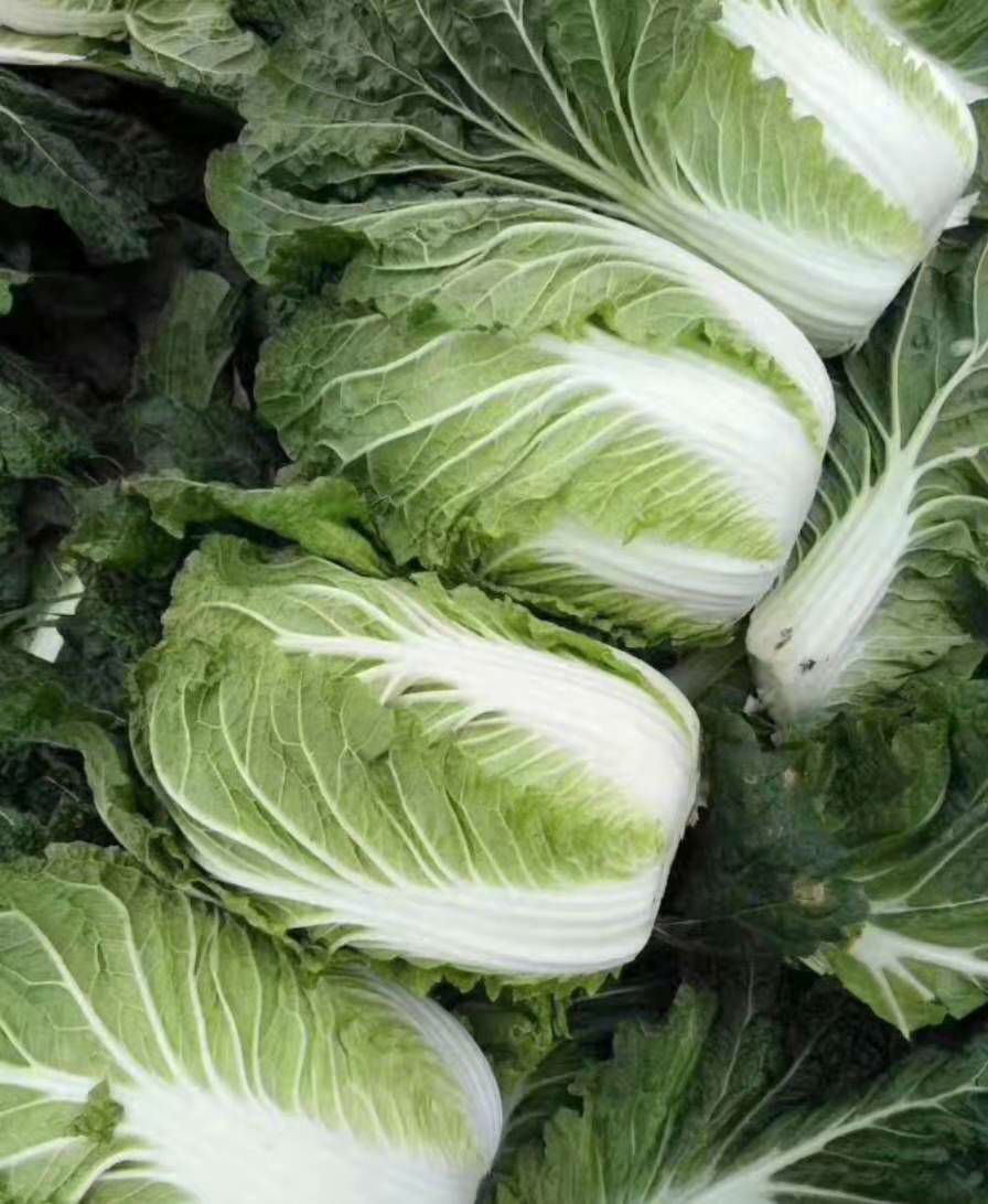 东北大白菜 东北大秋黄