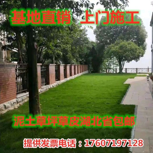武汉 武汉园林 真草坪草皮带泥土 庭院 园林绿化马尼拉 果岭草