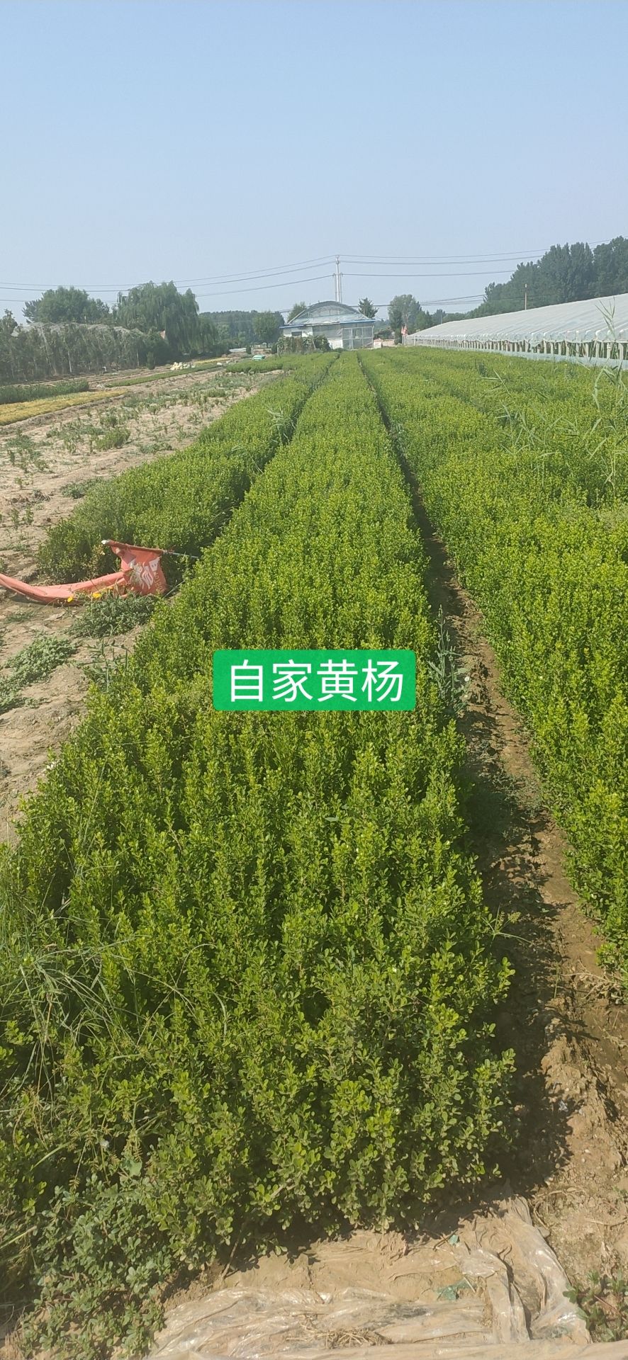  常年供应黄杨冬青工程苗木