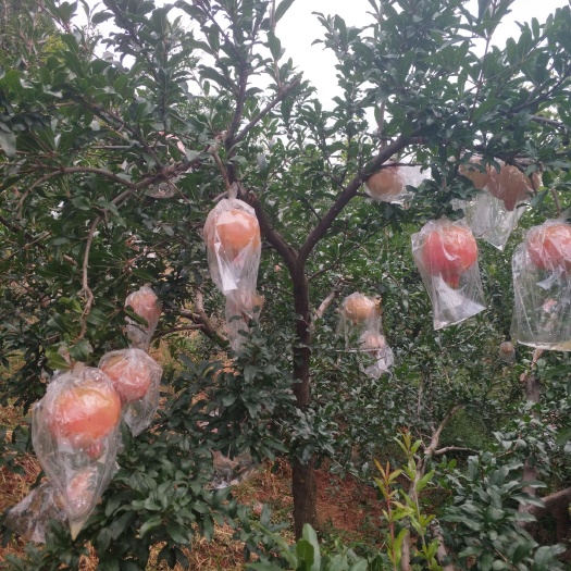 西安 临潼原上石榴，现摘现卖