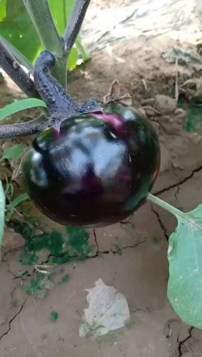 莘县 茄子质量好，价格低量太大

茄子美丽，价格更美丽。