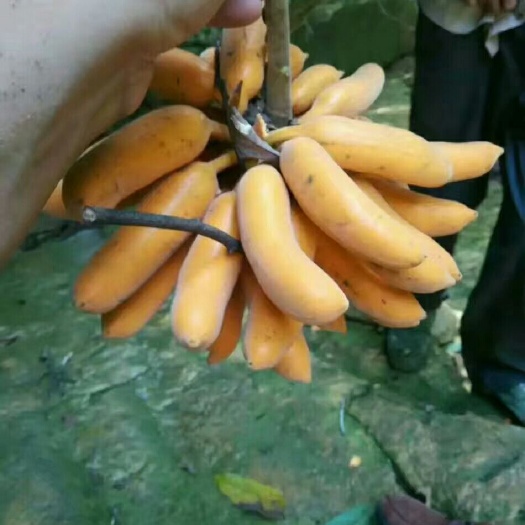 鄱阳县皇妃蕉种子，皇妃蕉苗