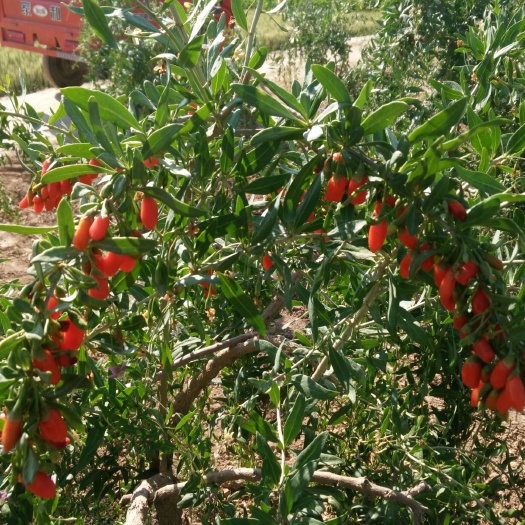 中卫 19年的头茬枸杞，天然，自然红的绿色产品