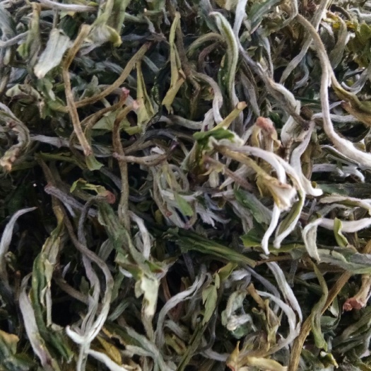 墨江县莫干黄芽 优质好茶