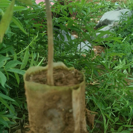 曲靖 花椒苗青花椒九叶青花椒苗大量出售