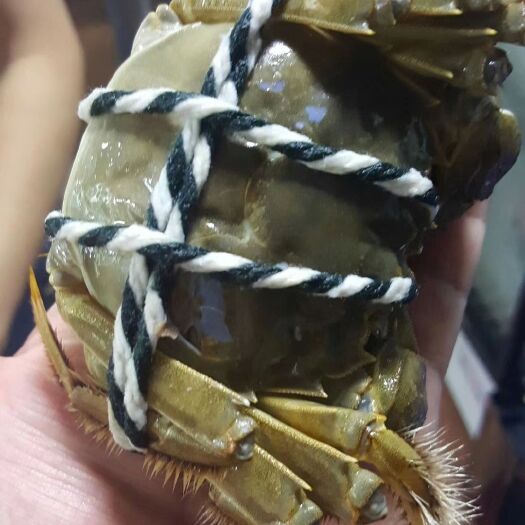 金湖县金湖宝龙湾精品大闸蟹，品质顶呱呱，黄膏满满，死蟹包赔