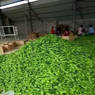 枣庄鲜泡椒 保质保量