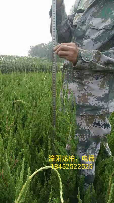 沭阳县小龙柏 