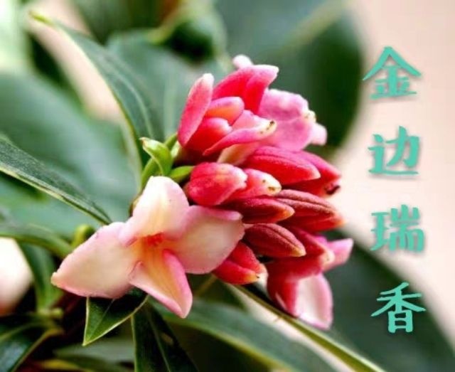 漳平市 精品金边瑞香适合室内办公室阳台，当年开花批发