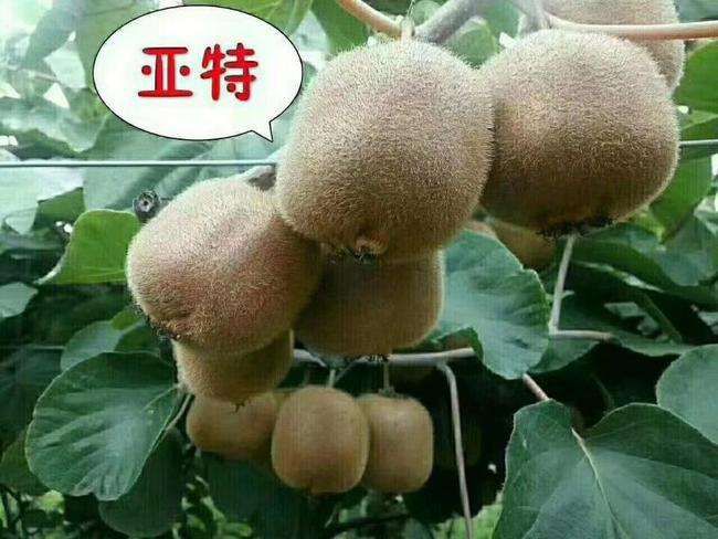  周至绿心亚特猕猴桃。现摘现发。欢迎订购包邮