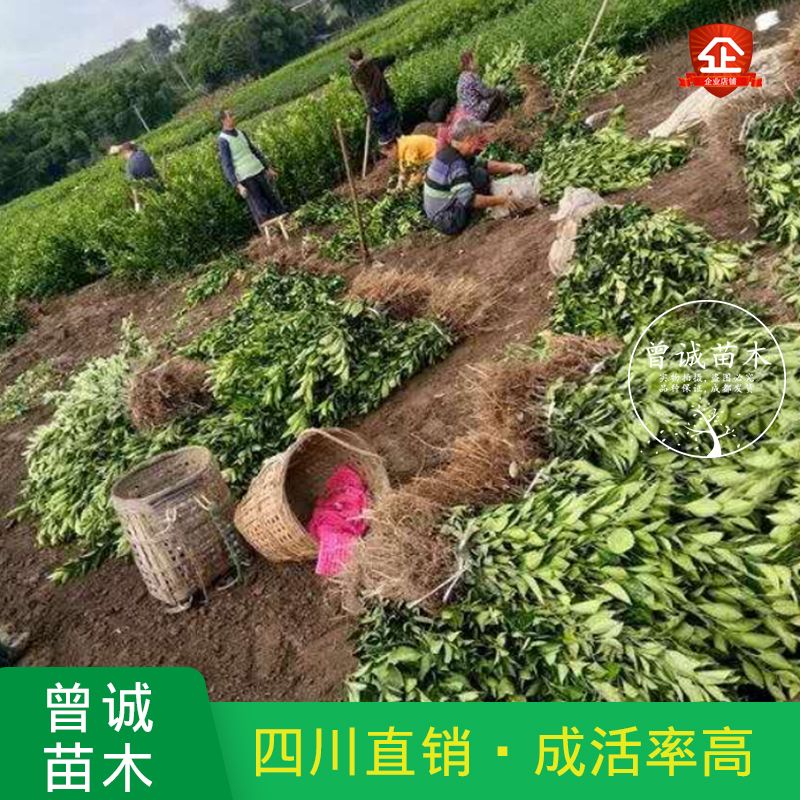 塔罗科血橙柑橘苗塔罗科新血8号柑橘苗嫁接塔罗科血橙苗品种保