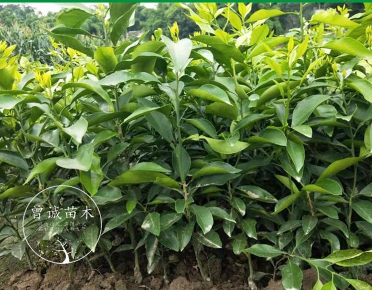 爱媛38号柑桔苗  爱媛38号柑橘苗嫁接爱媛38号树苗果树苗柑橘苗红美人柑橘苗