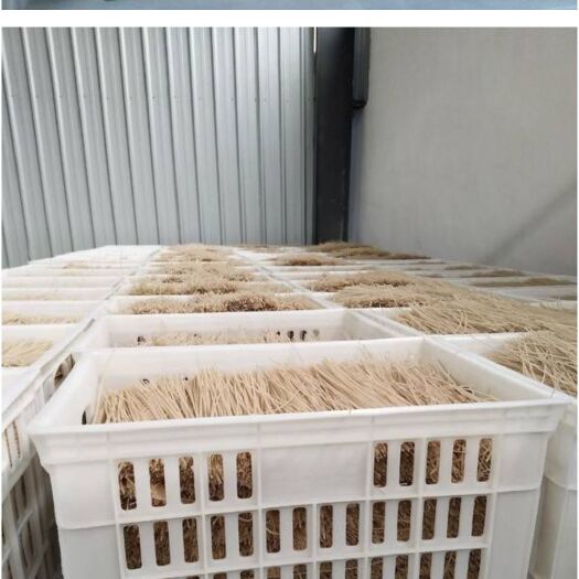 砀山县 纯红薯粉条