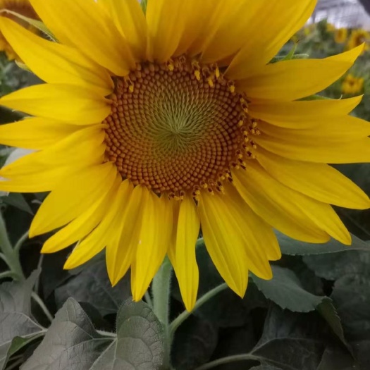 青州市向日葵 观花植物 盆栽向日葵 组摆用花
