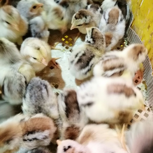 南宁彩凤鸡苗 统货