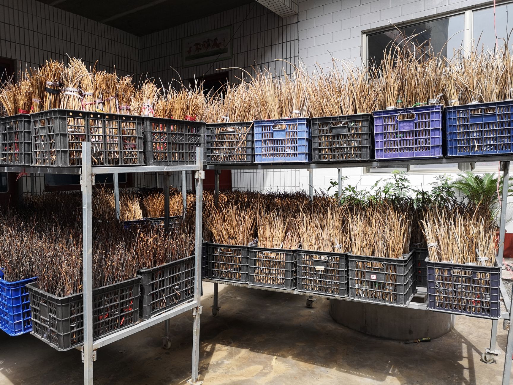 金蝉 精选卵枝，卵多出蝉率高，包孵化，包邮，包技术，包回收。