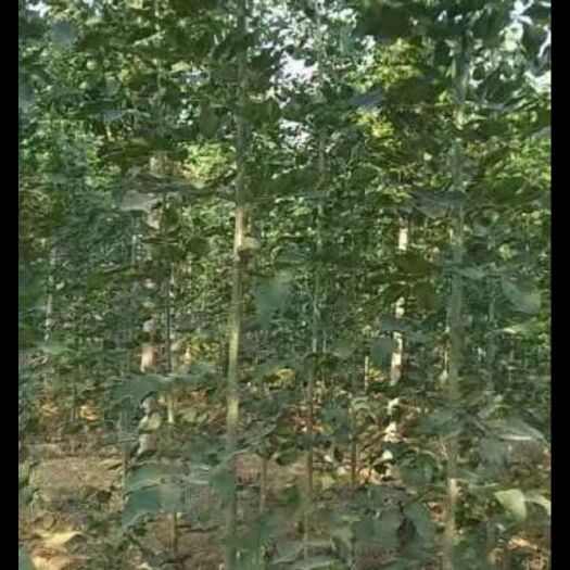 高唐县 白蜡