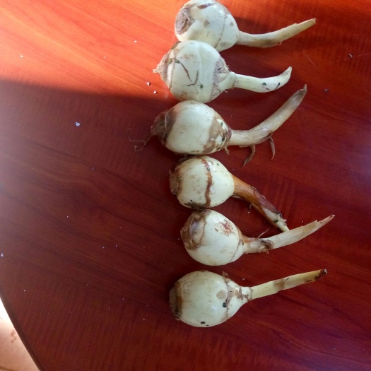 陆良县白肉慈菇 混装通货