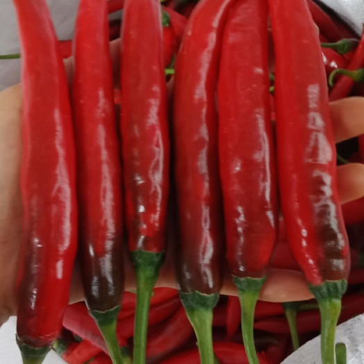 玉溪美人椒 5~10cm 微辣 红色