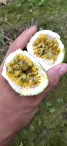 灵山县 自家种植百香果
