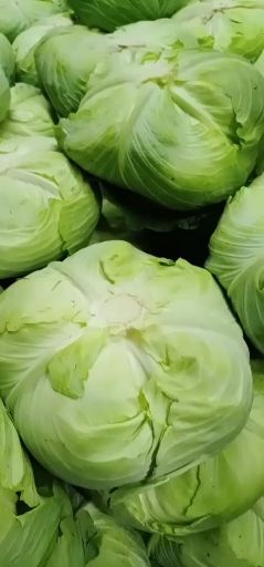  高山金品京丰一号遍包菜，可口美味，欢迎希要老扳们前来实地看