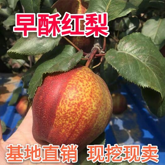 平邑县 正宗早酥红梨苗嫁接苗